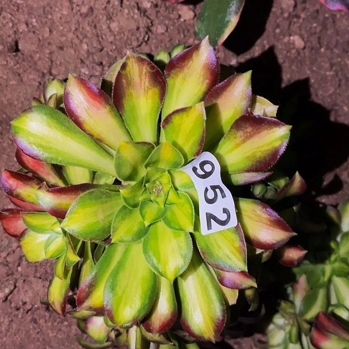 952韶华多肉植物处理不售后