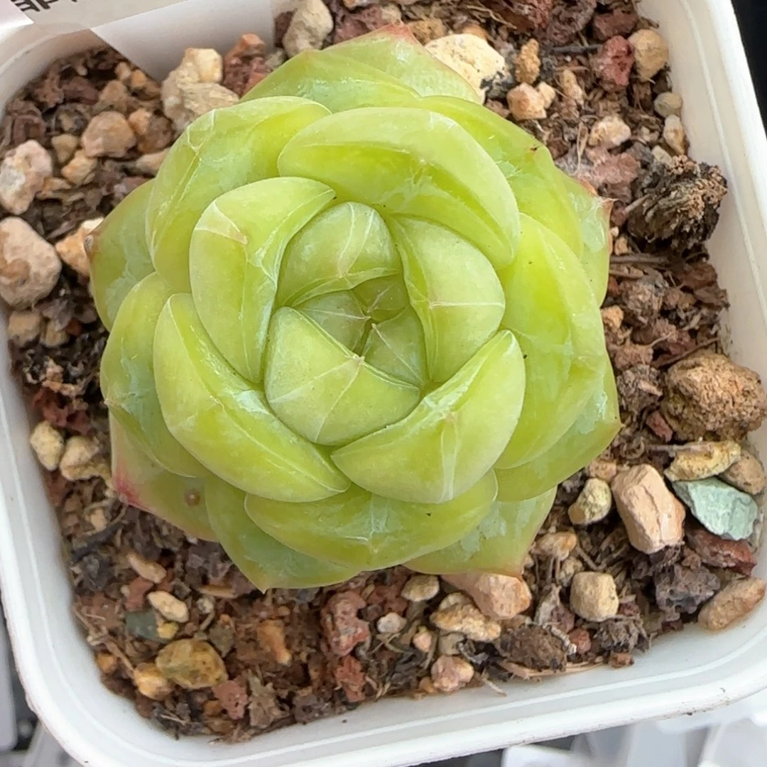 332东篱下多肉植物盆栽