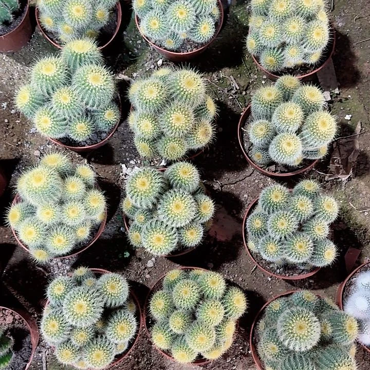 金冠 随机一棵 可挑