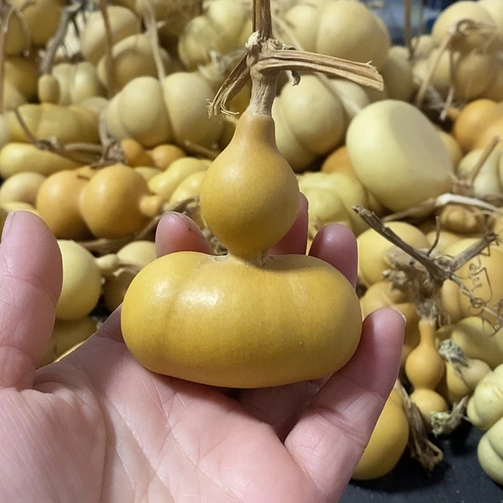 葫芦的颜色很好看