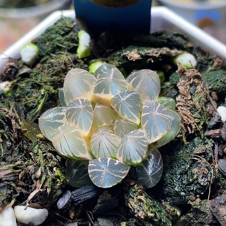 知***乐870糊斑霓虹灯锦特选福利