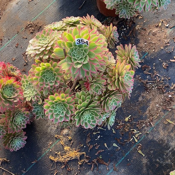 豆**爸多肉糖果炮弹354000