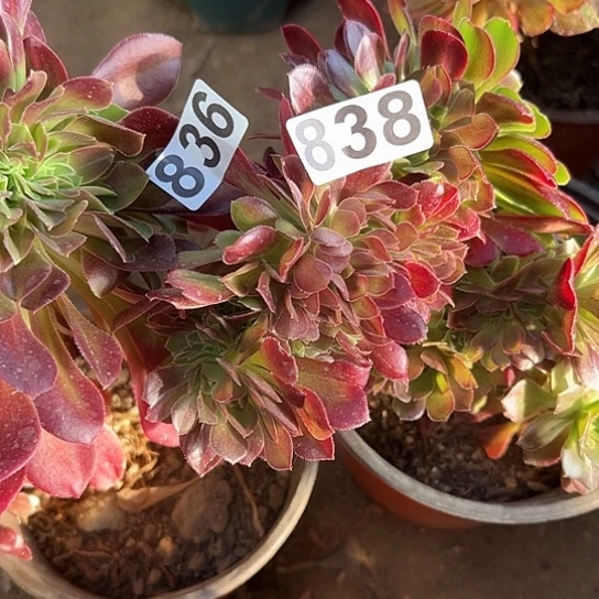 星*多肉植物两个