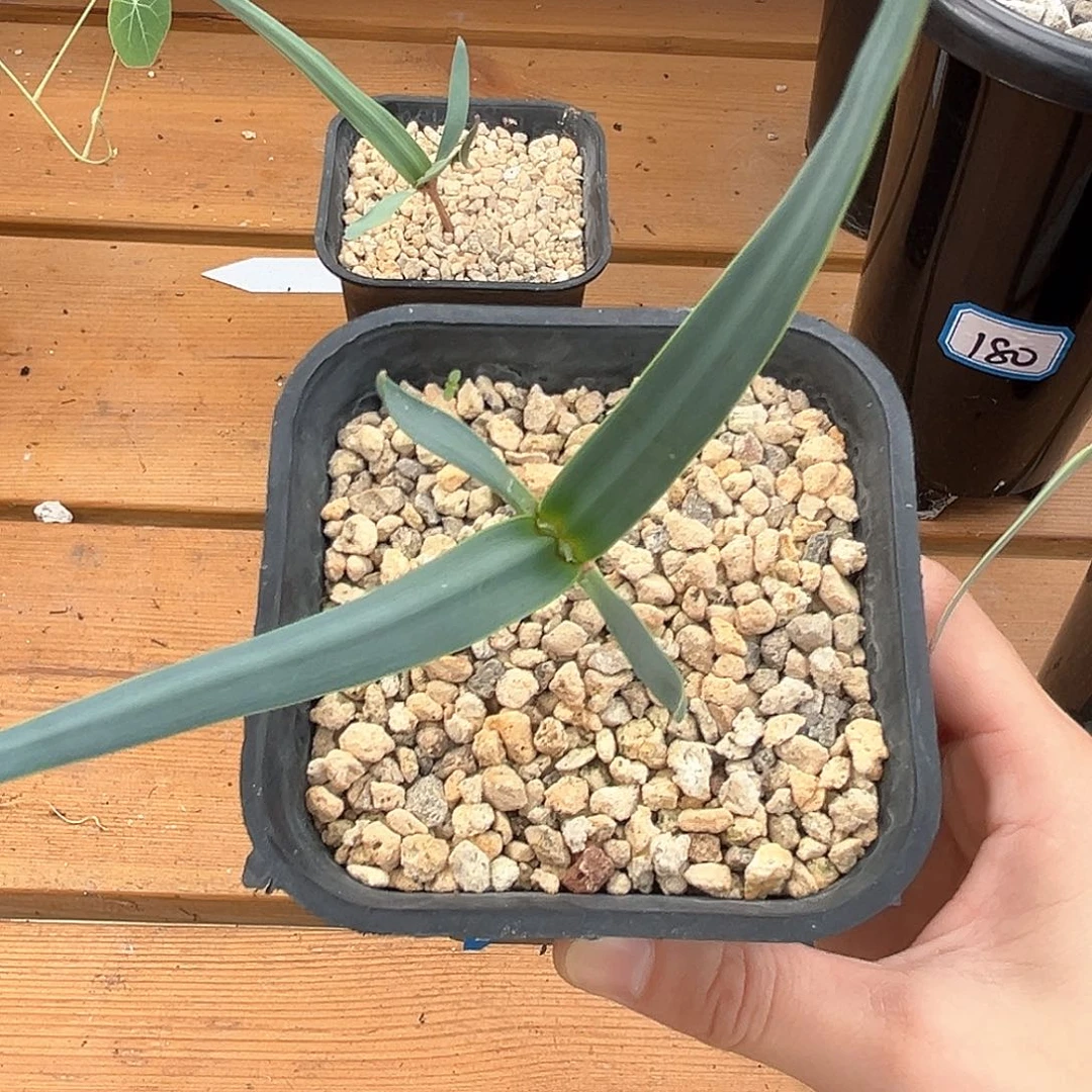 潮流植物百岁兰，2号，漏