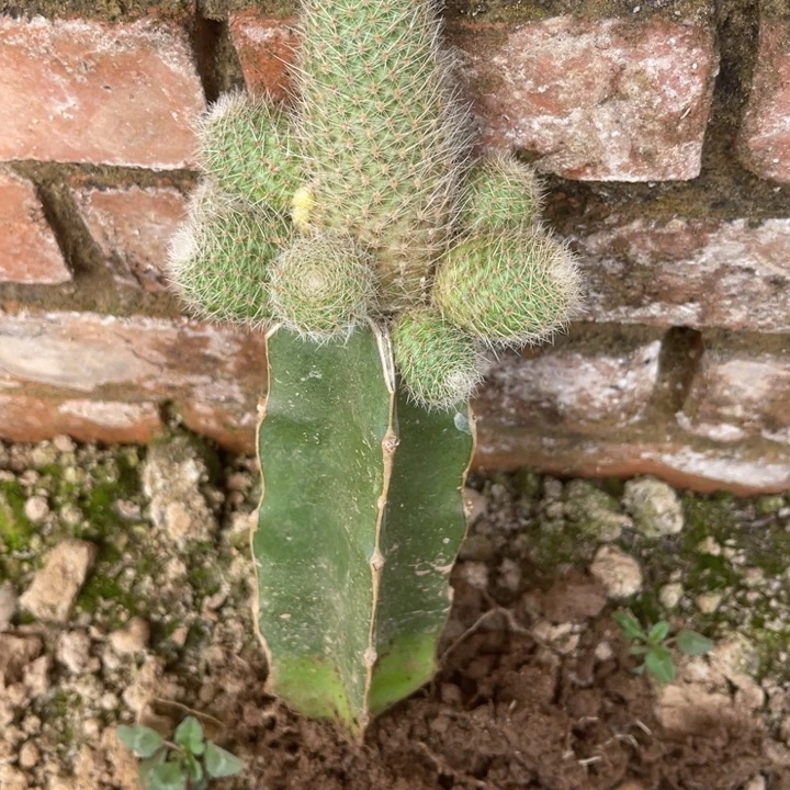 千***凝完全开放嫁接沟宝山日落