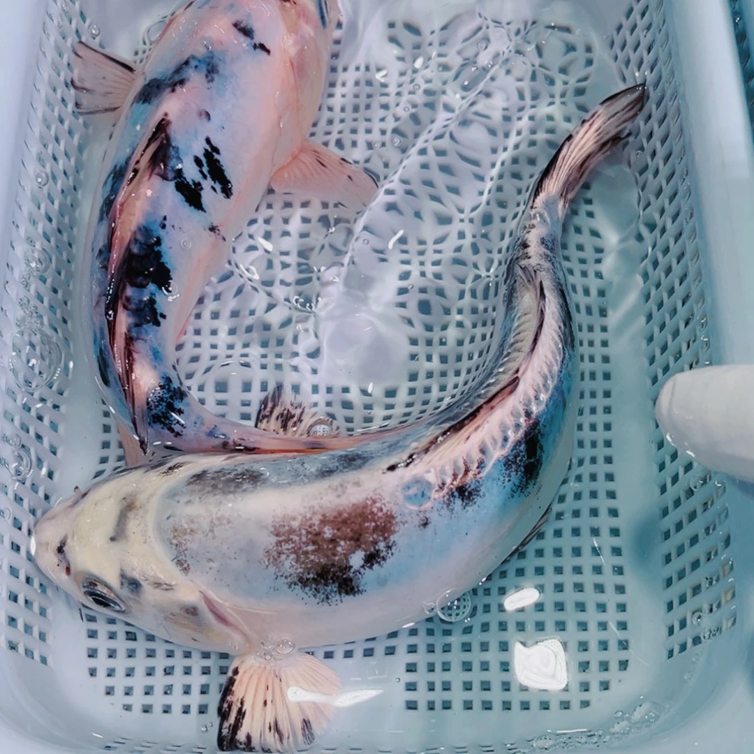 锦鲤锦鲤冷水鱼观赏147