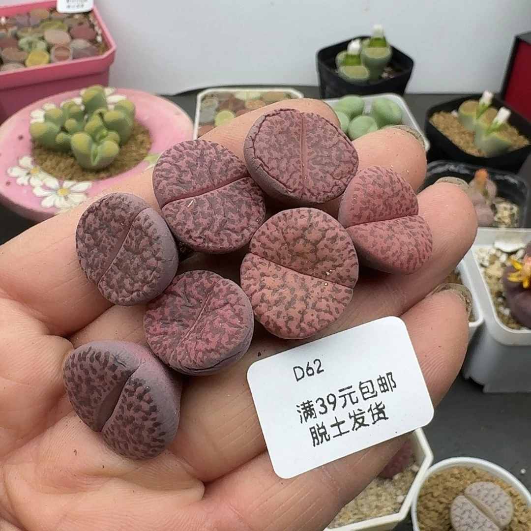 62多肉哈哈哈哈哈哈哈哈