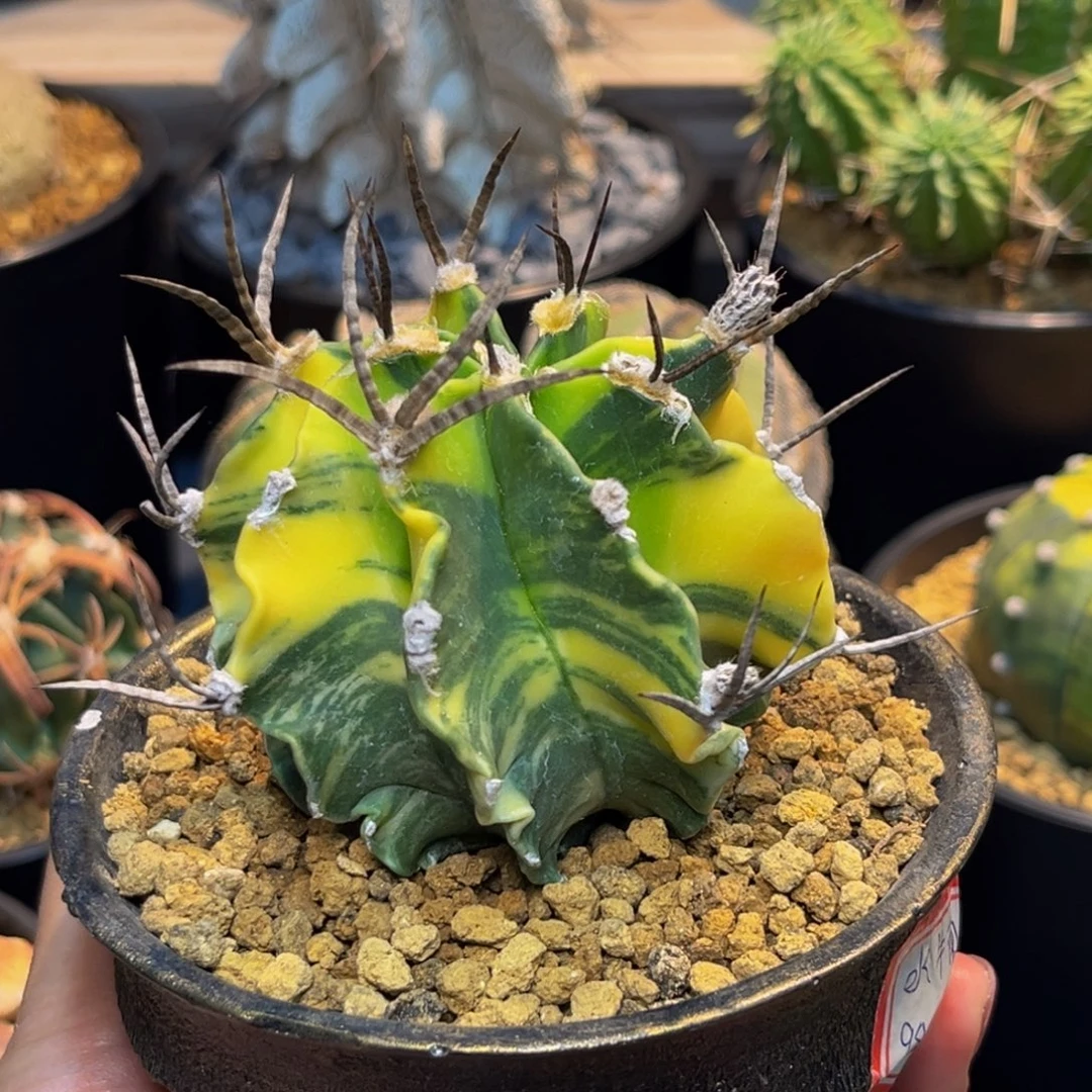 水牛角Zzzzzzzzzzzzzz