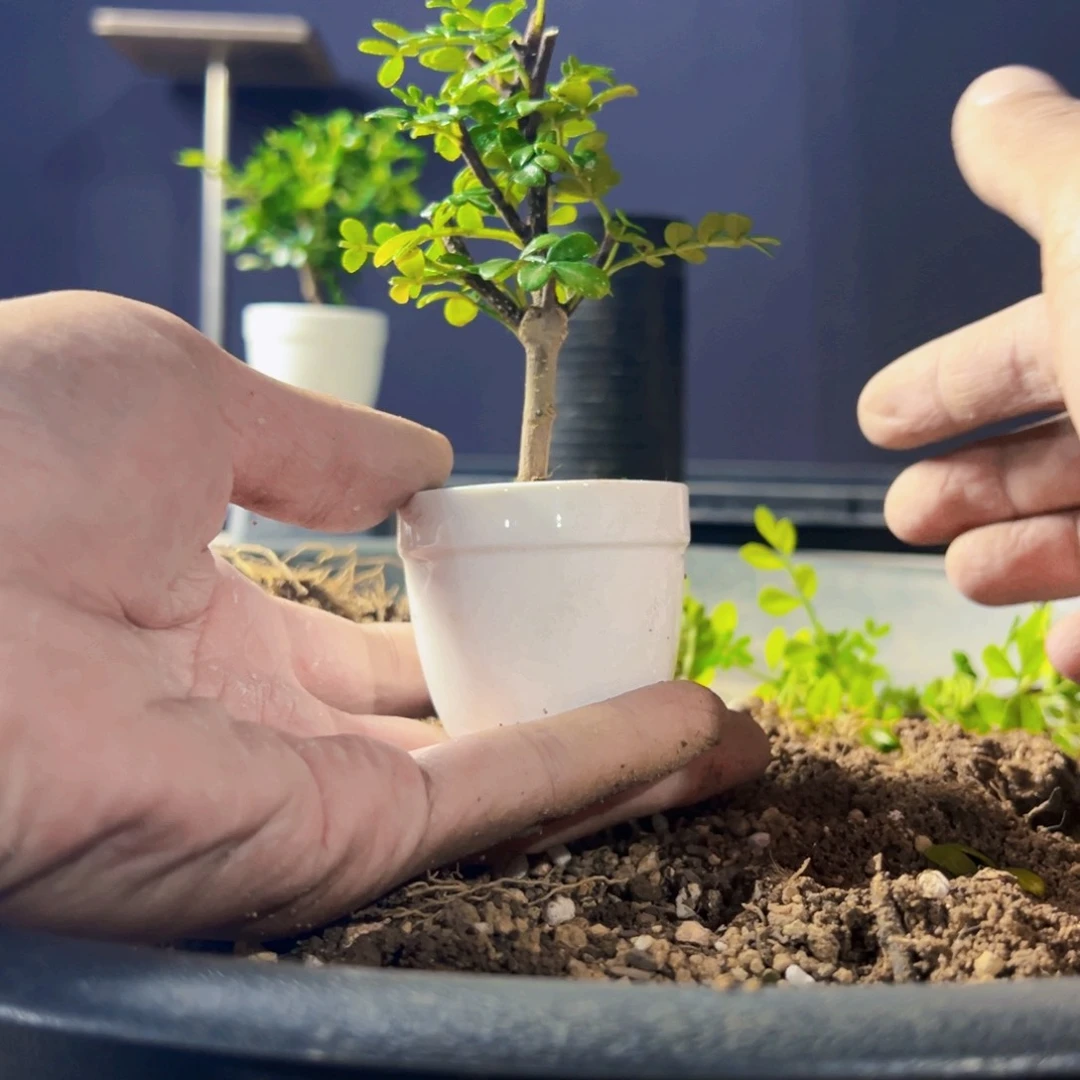 打***️无花朵盆景11111111111111