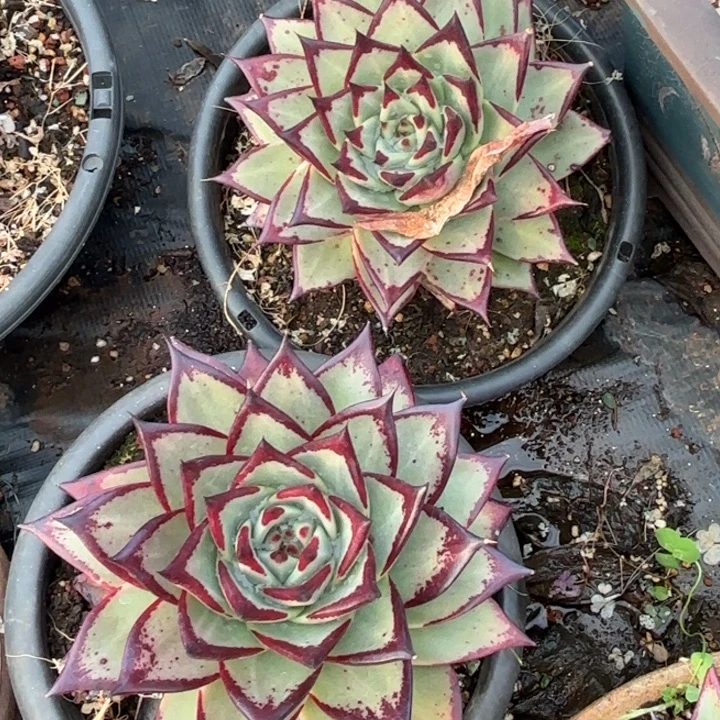 两颗单头。30。