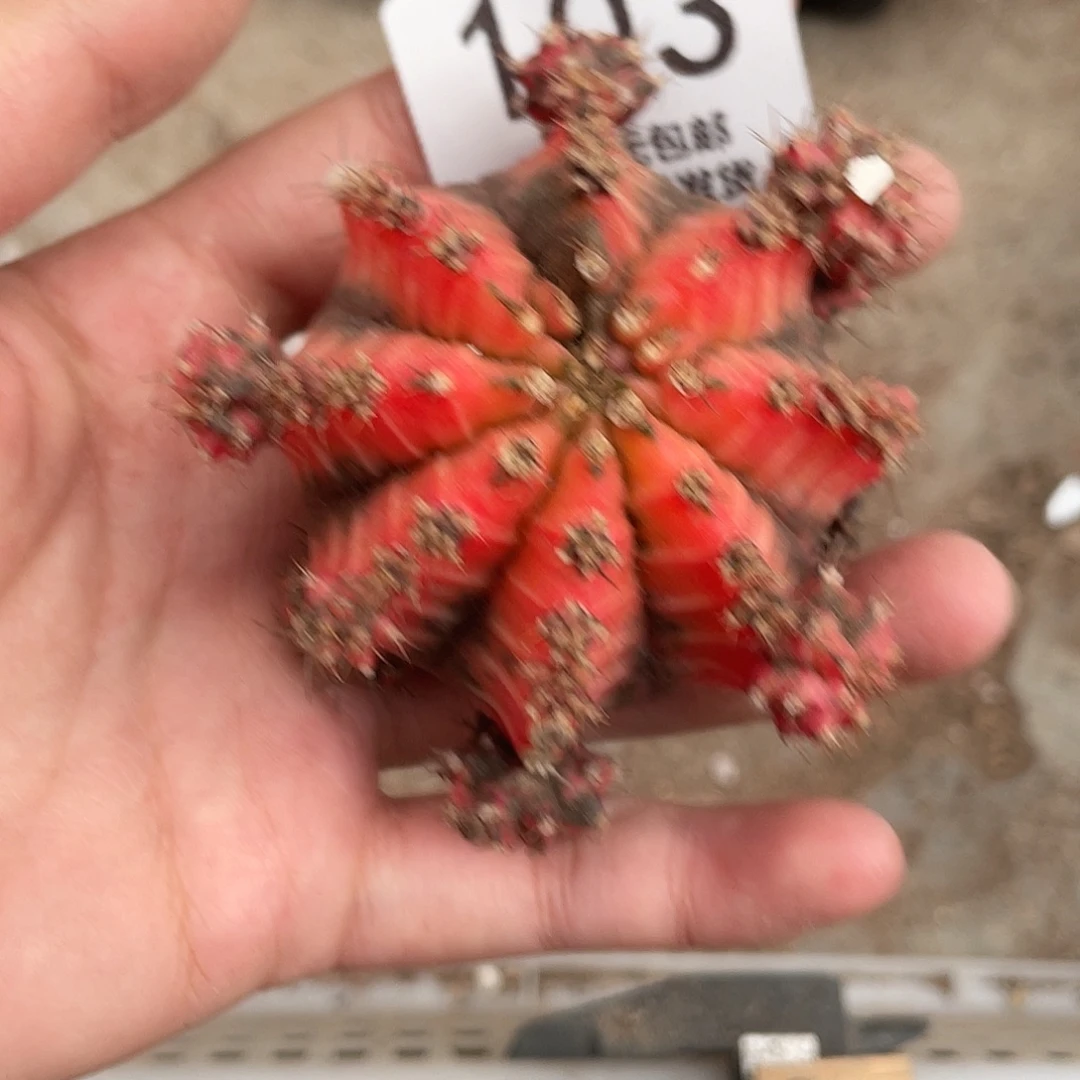 103特价油画有木心