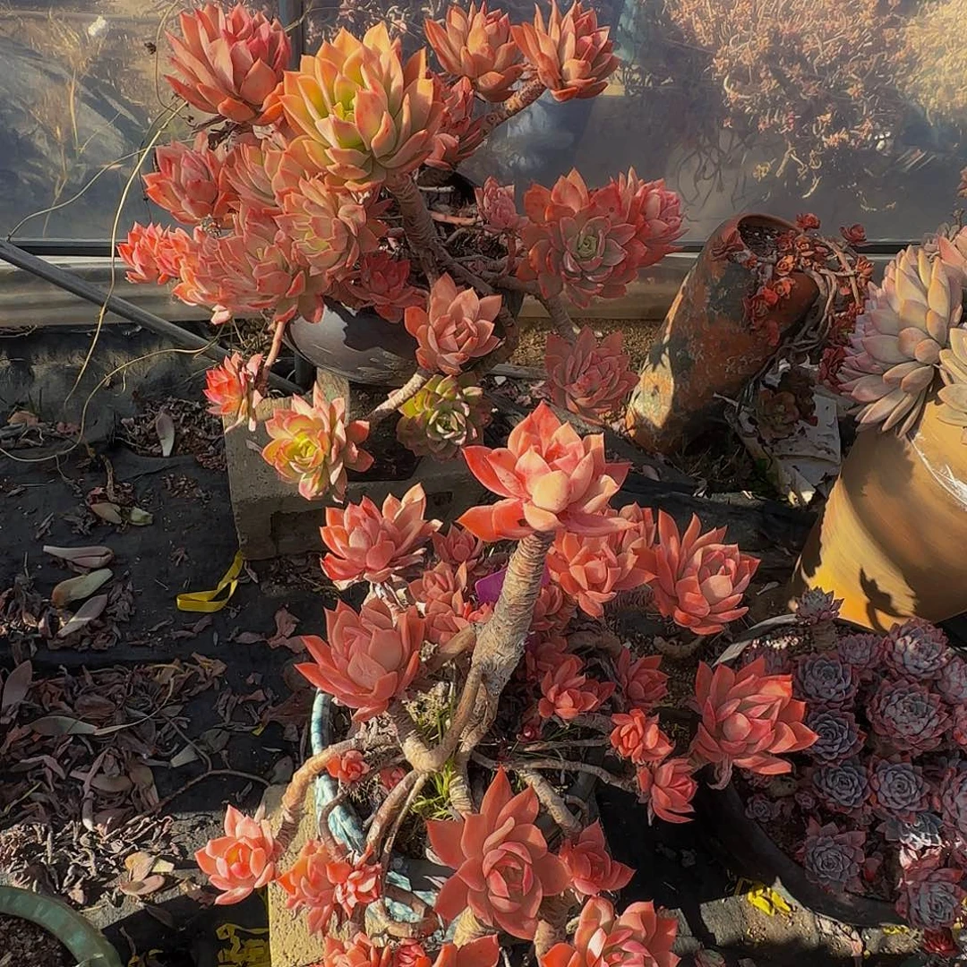 虎***三健健康康快乐咯哦哦哦哦