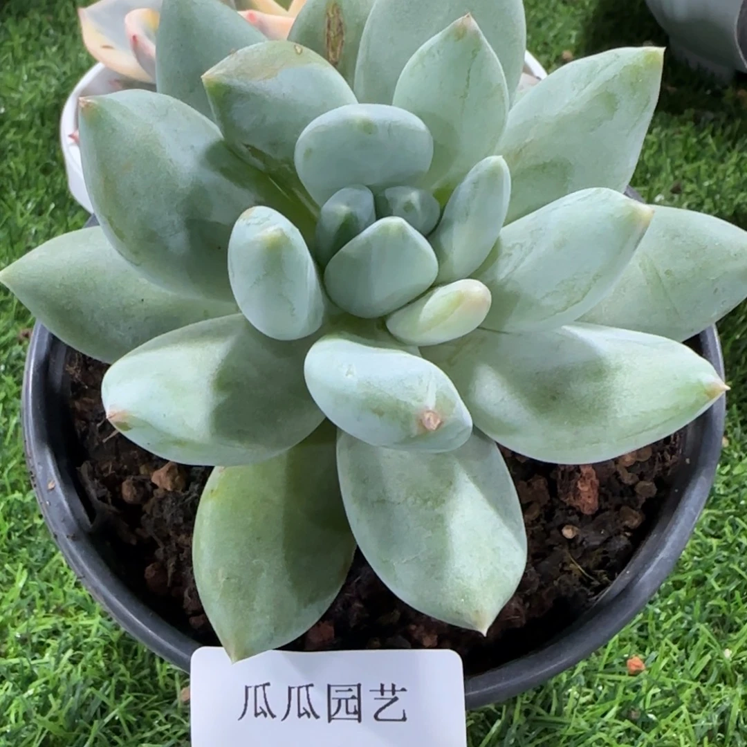 1997伊丽莎白多肉植物
