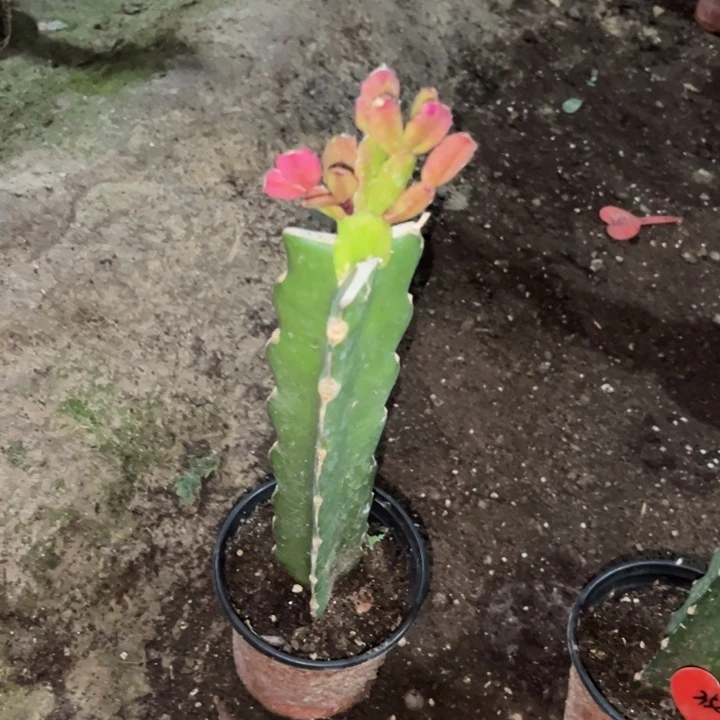 暖***人当前无花栽培后可以开花037  81