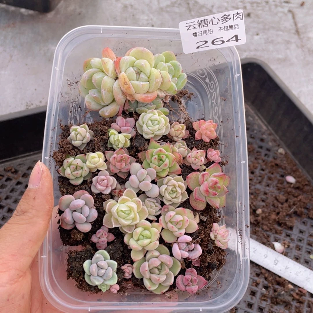 云糖心多肉植物264