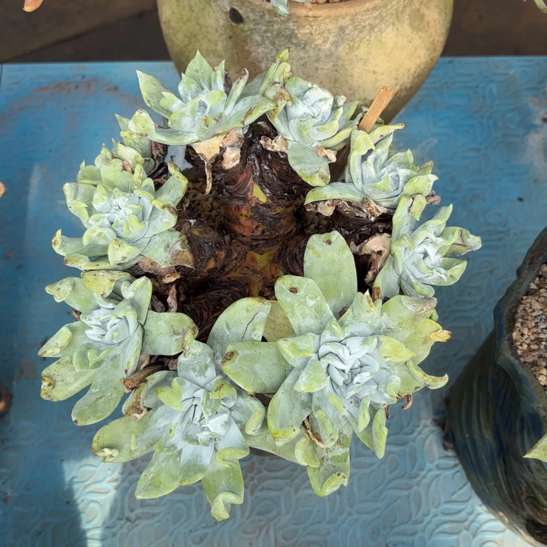 拇***王普西非克，仙女杯多肉