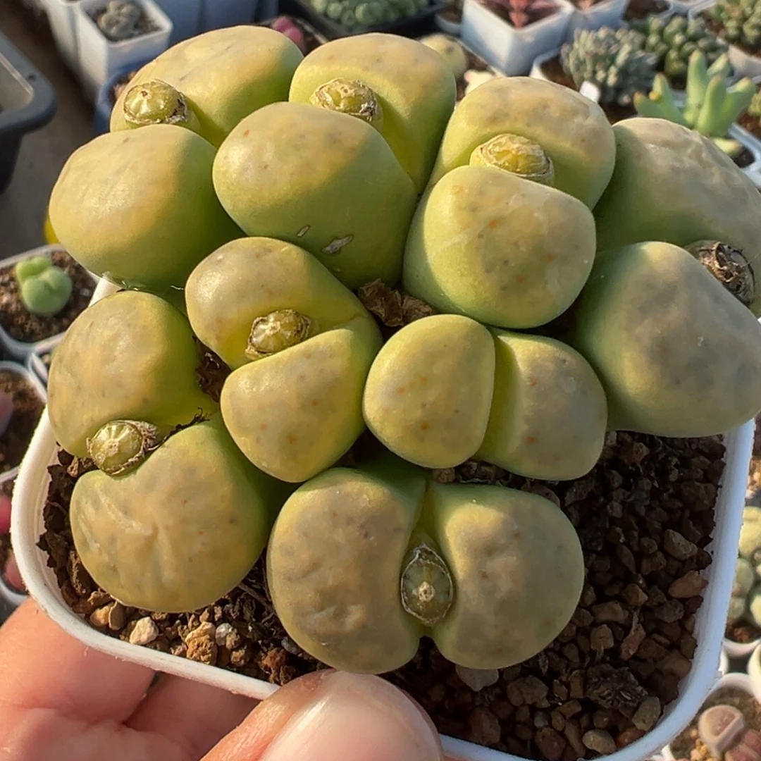 785多肉植物种类多样