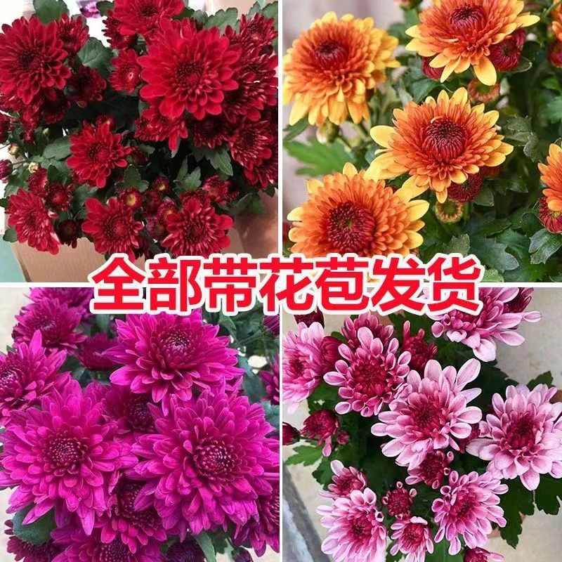 带花发货荷兰菊进口菊花苗耐寒易活四季开花盆栽室内外阳台绿植物