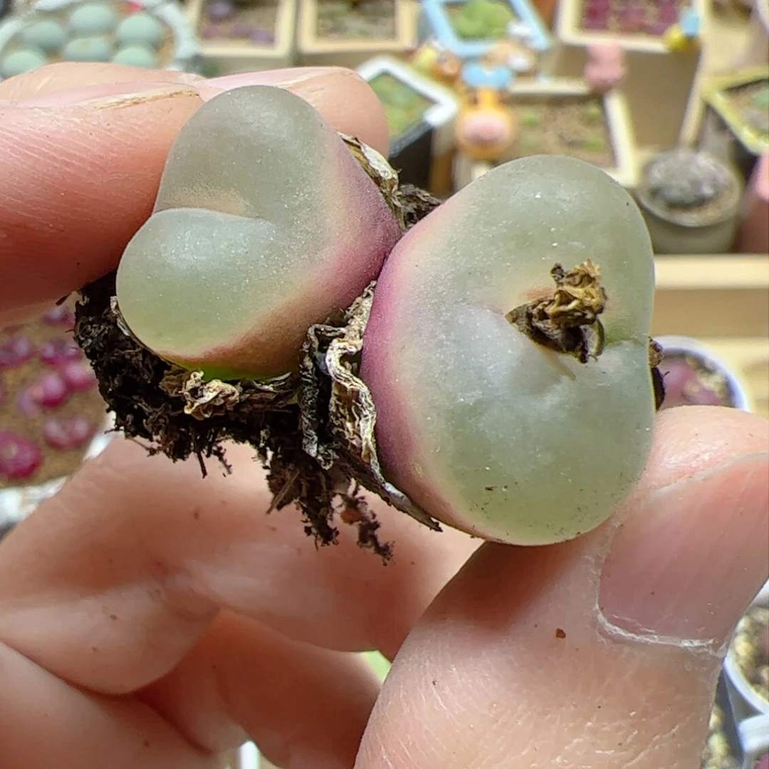 【闪购商品】308 毛