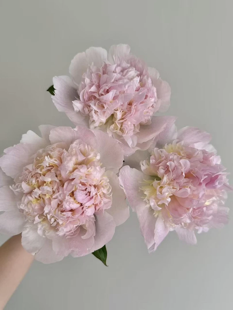 【高级军官-芍药花苗】重瓣芍药花苗带芽四季开花阳台庭院盆栽