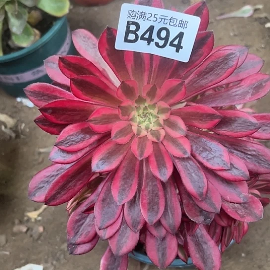 逸*多肉植物一个