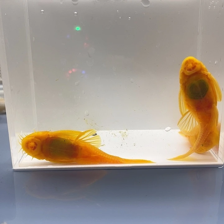 清道夫鱼胡子一公俩母满黄