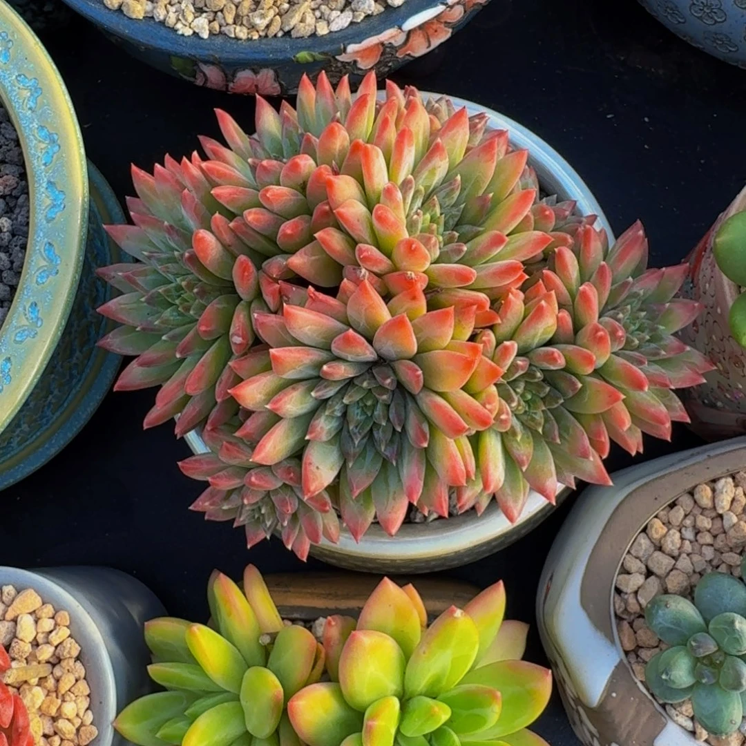 幻影美人  一物一拍