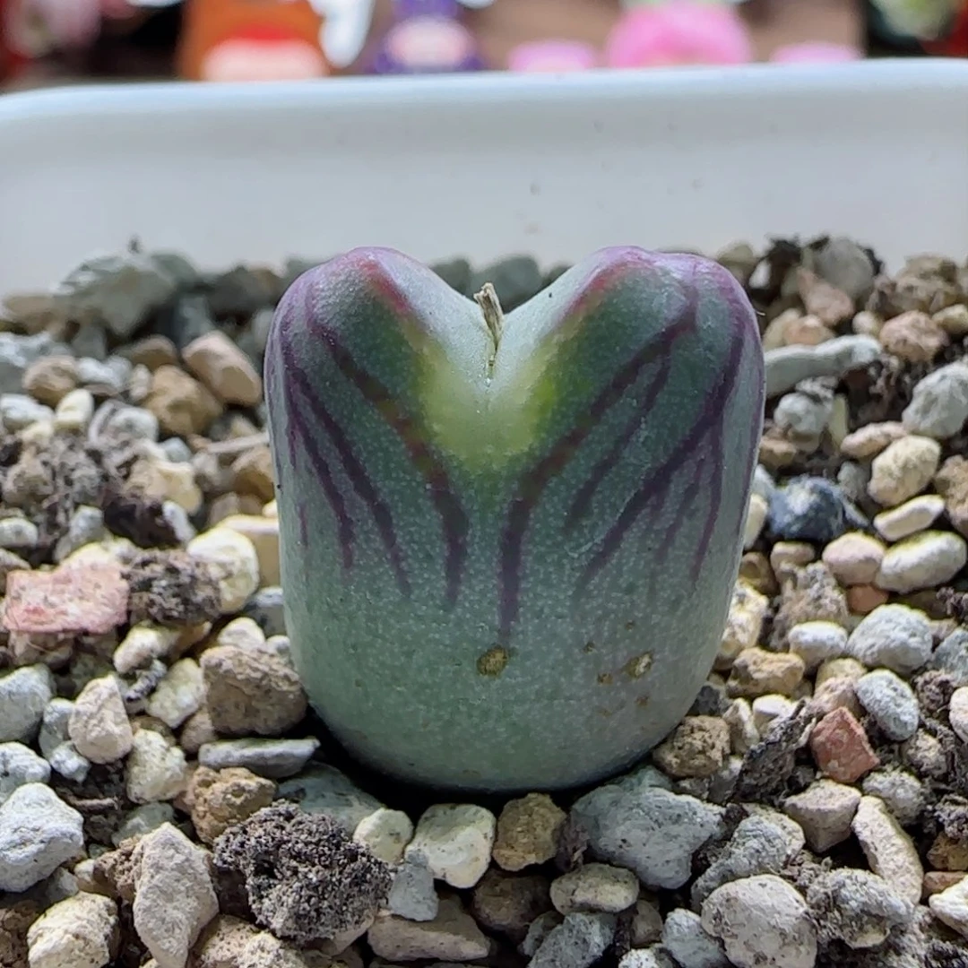 1-30-3-4新年福利8.8折mf3杂交1.5cm脱土