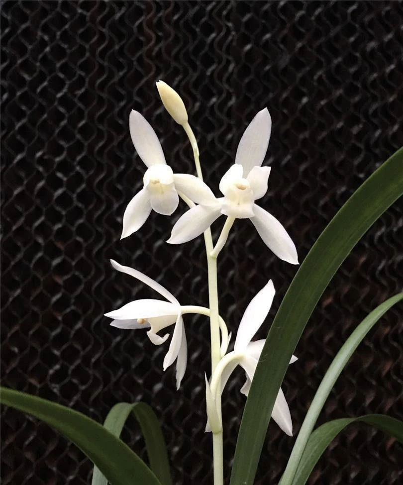 无尘-建兰人工科技组培苗-硬化1年-连体3苗-开品正花开香