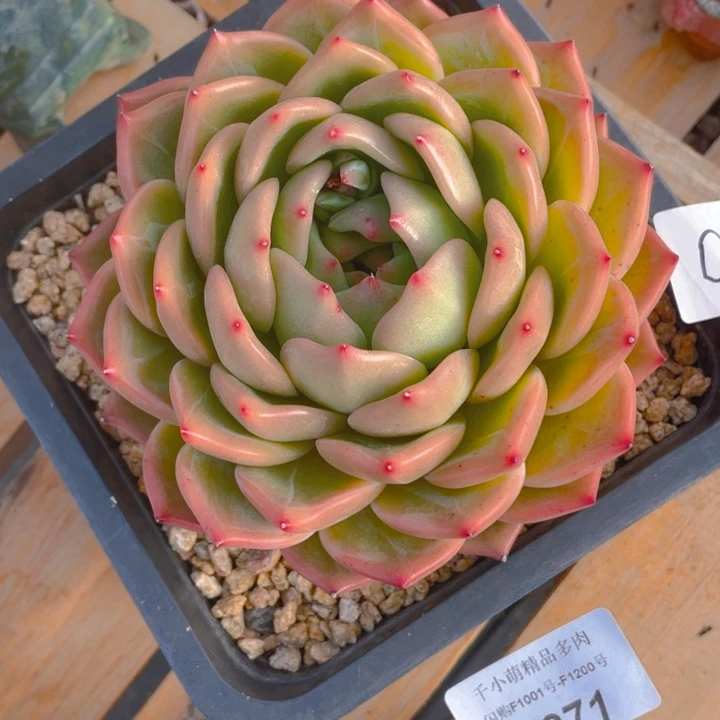 谢谢你的支持00000087