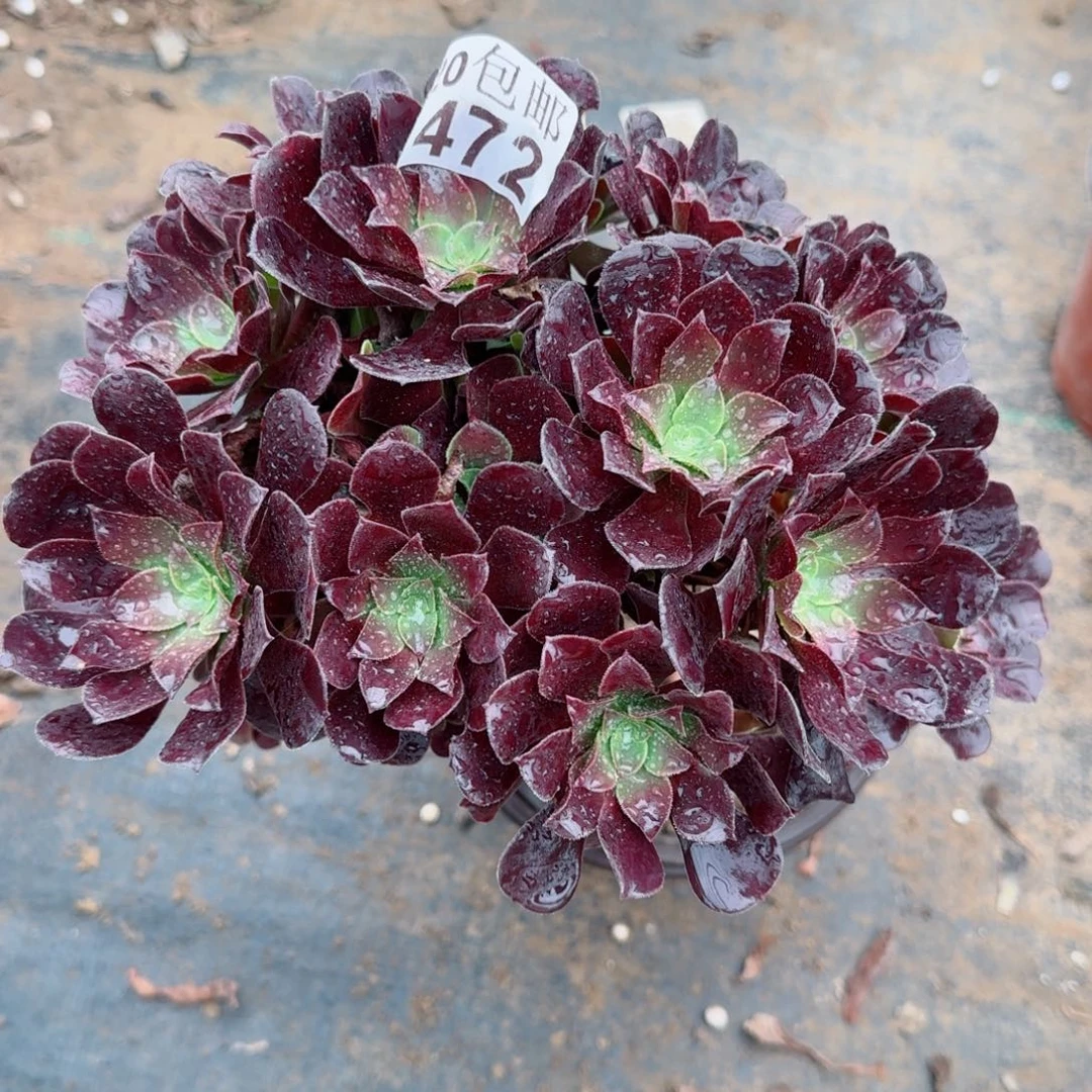 梅花博迪472满20包邮断枝不包瑕疵