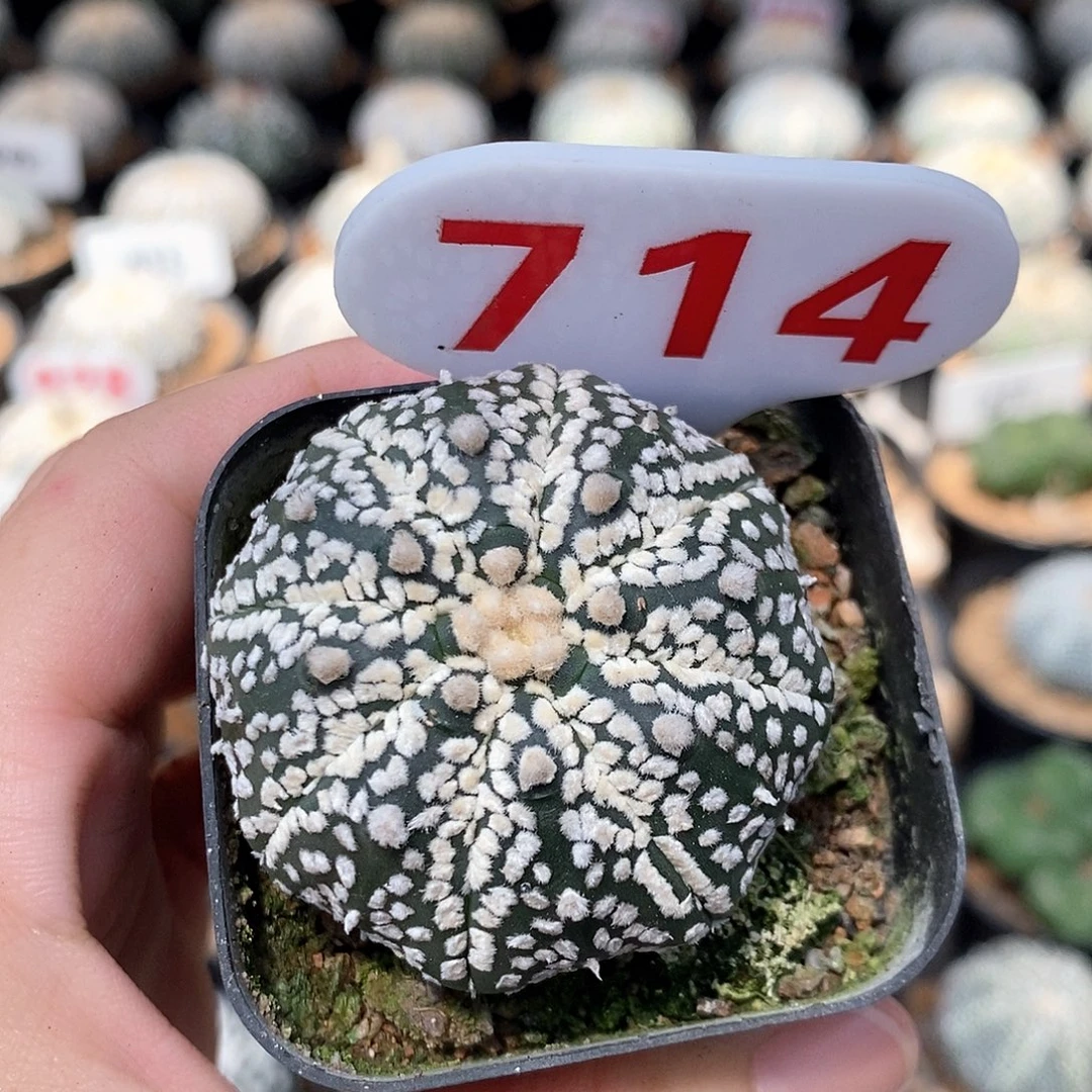 714超兜系列活动福利