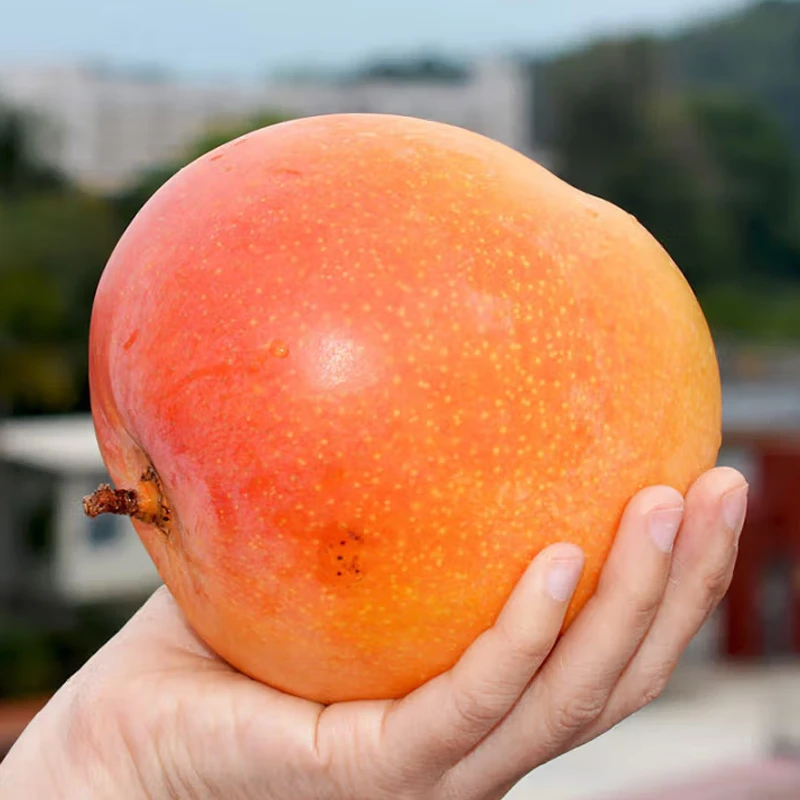 新鲜采摘苹果芒 应季香甜多汁 4.5斤