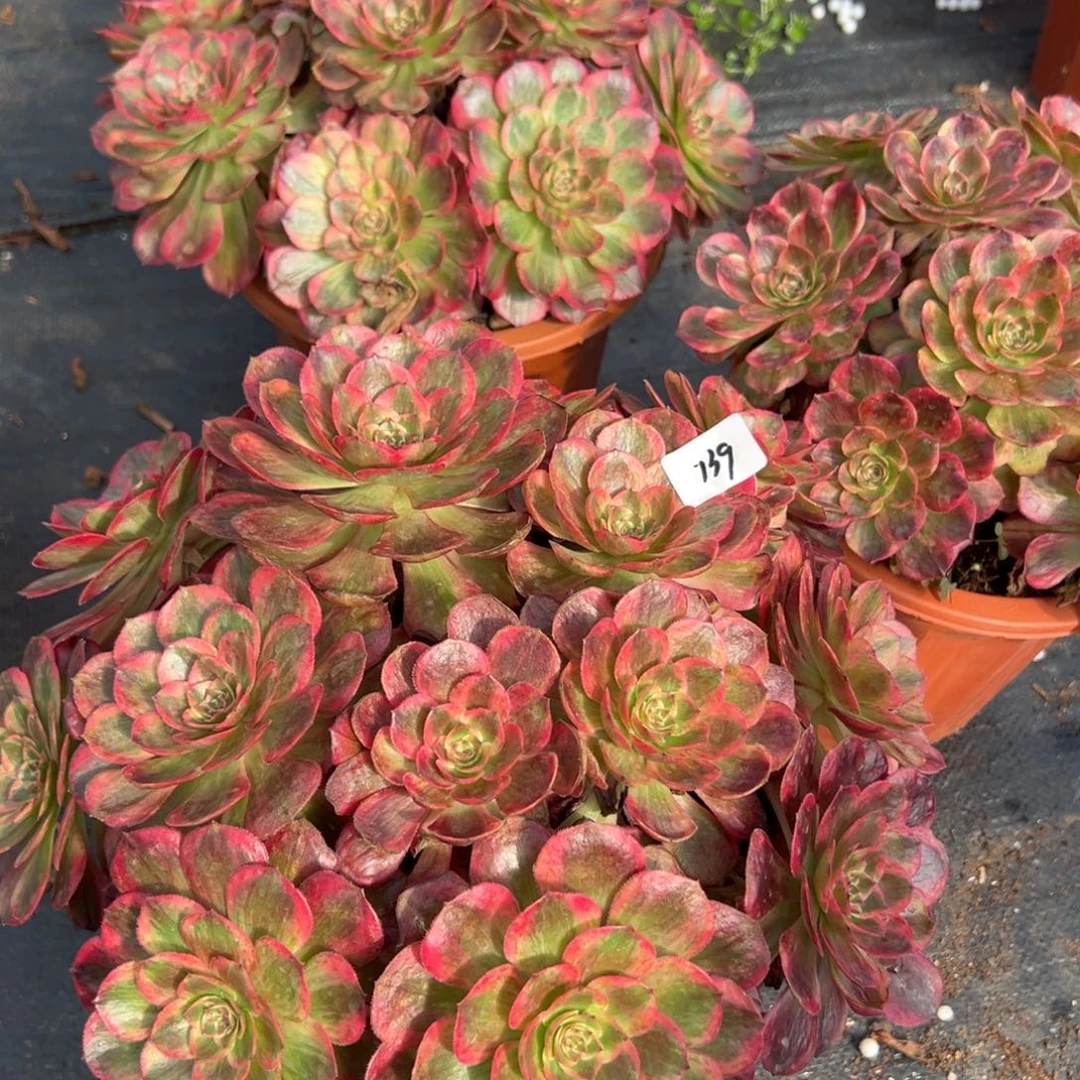 139云荷朵朵一颗15多肉