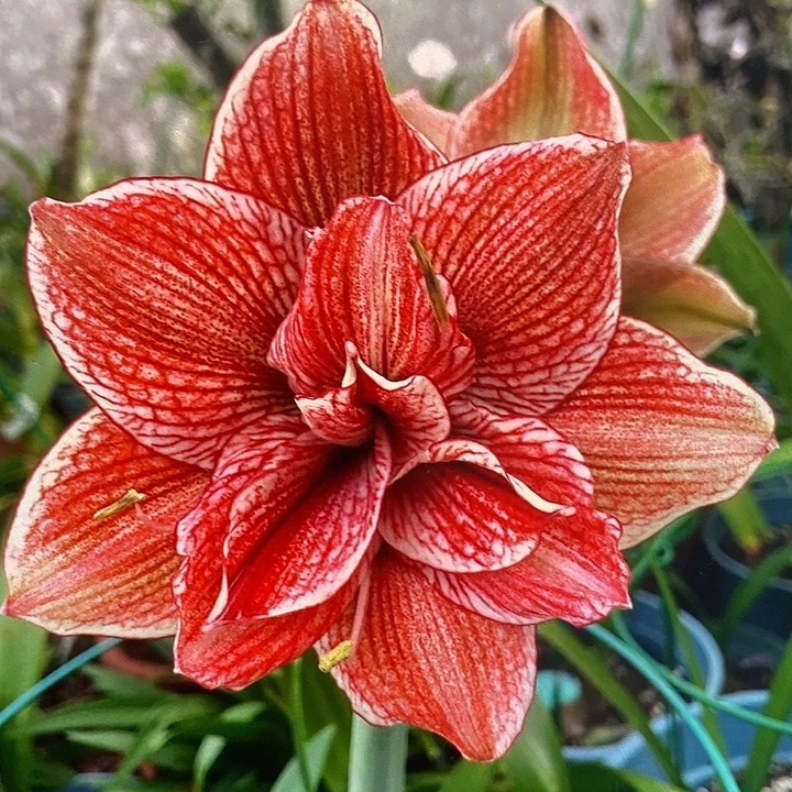 黄金甲3厘米朱顶红