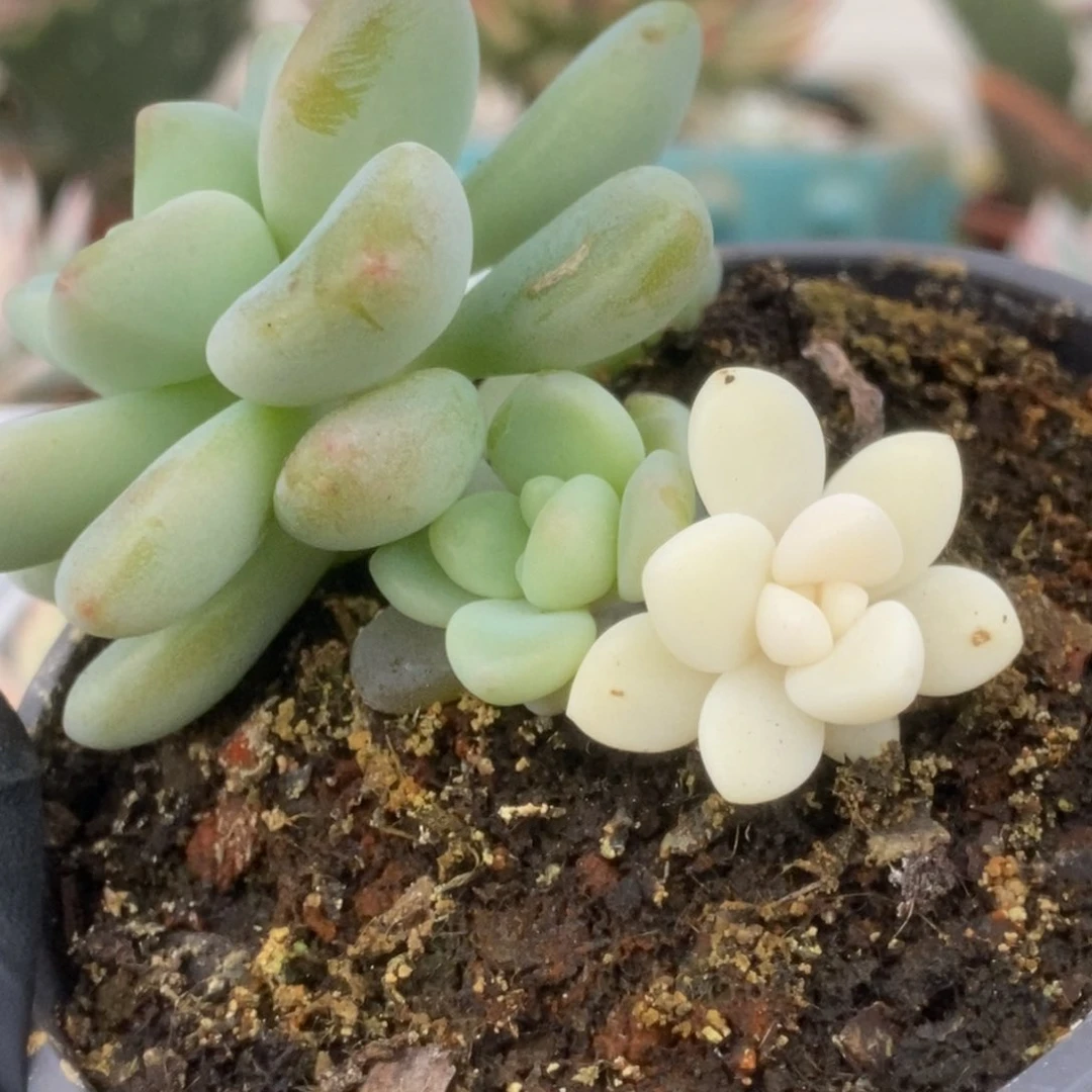 271蛋糕锦锦锦锦锦锦