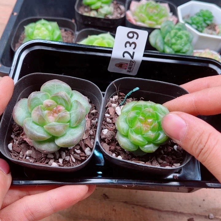 溺****多肉植物多肉植物