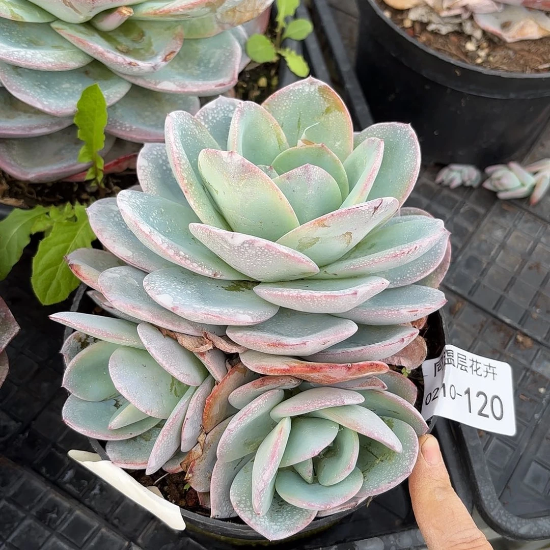 同温层多肉布鲁蓝120