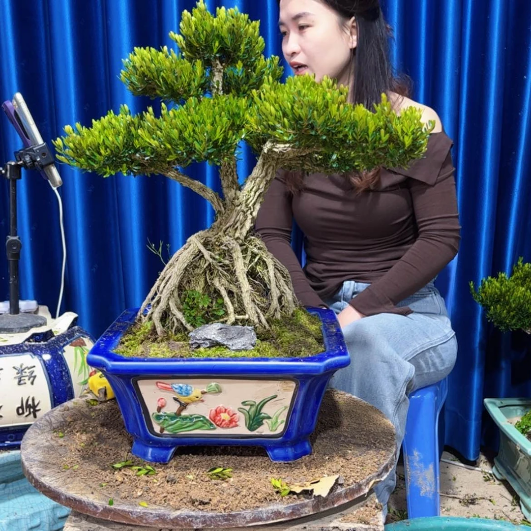【闪购商品】广东雀舌黄杨盆景
