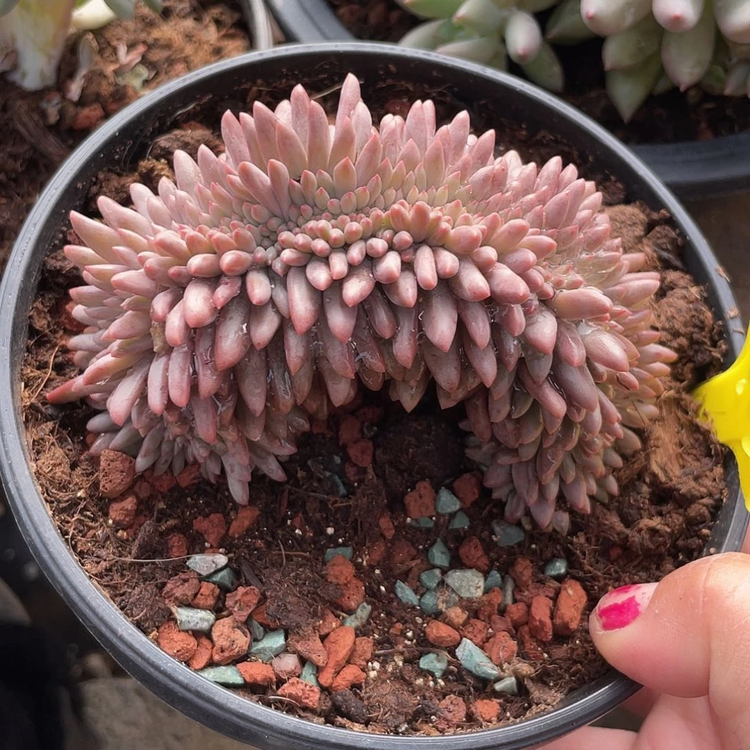 红蜻蜓多肉植物237