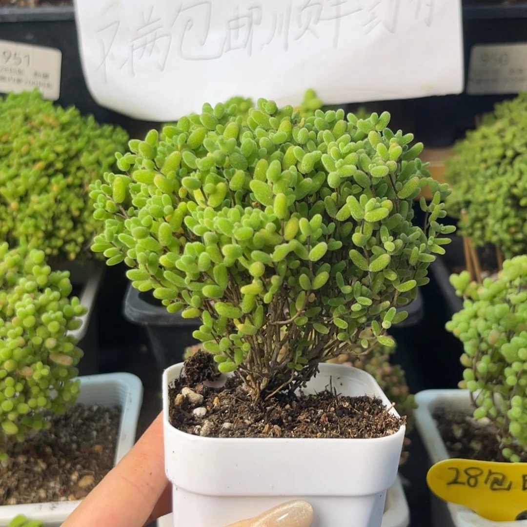 822蜜桔糖球小树。