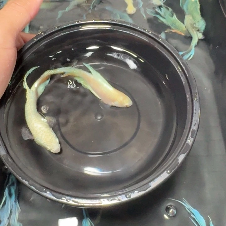 斗鱼直播间对图白蛇7