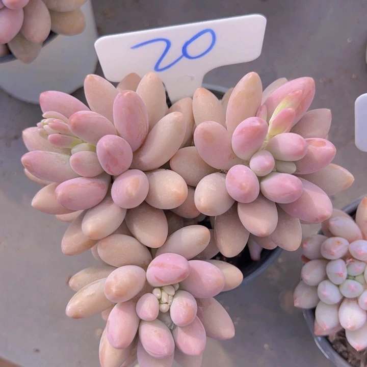 健健康康平平安安