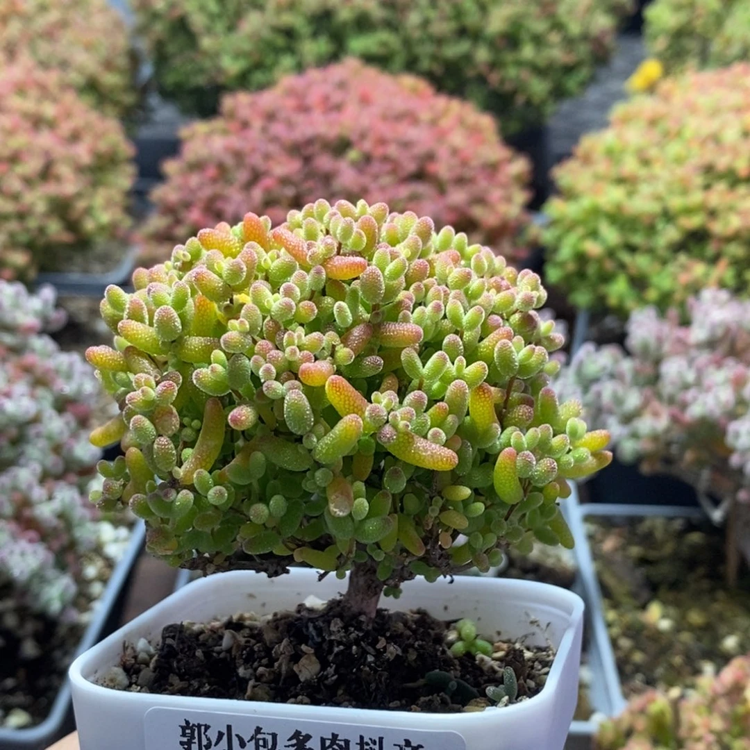 蜜橘糖球3555枝干番杏