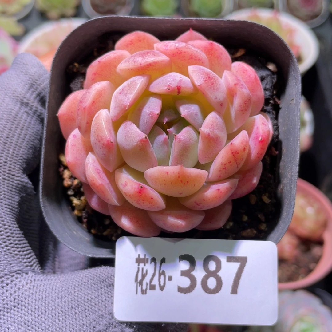 花利美26-387朱唇
