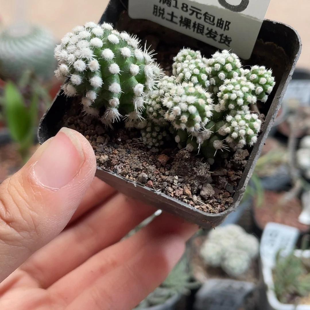 778明日香姬（满18元包邮）