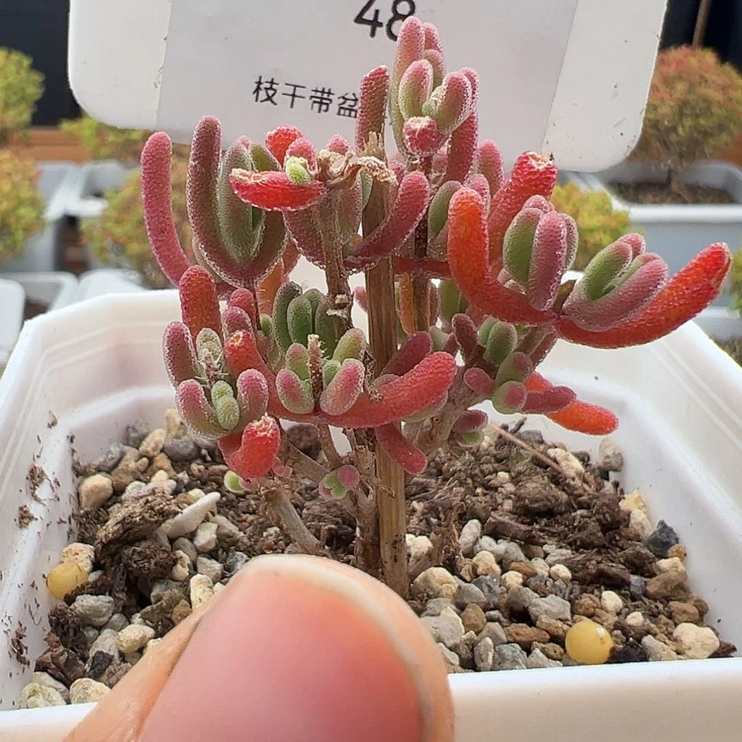 48号红叶12.7多肉