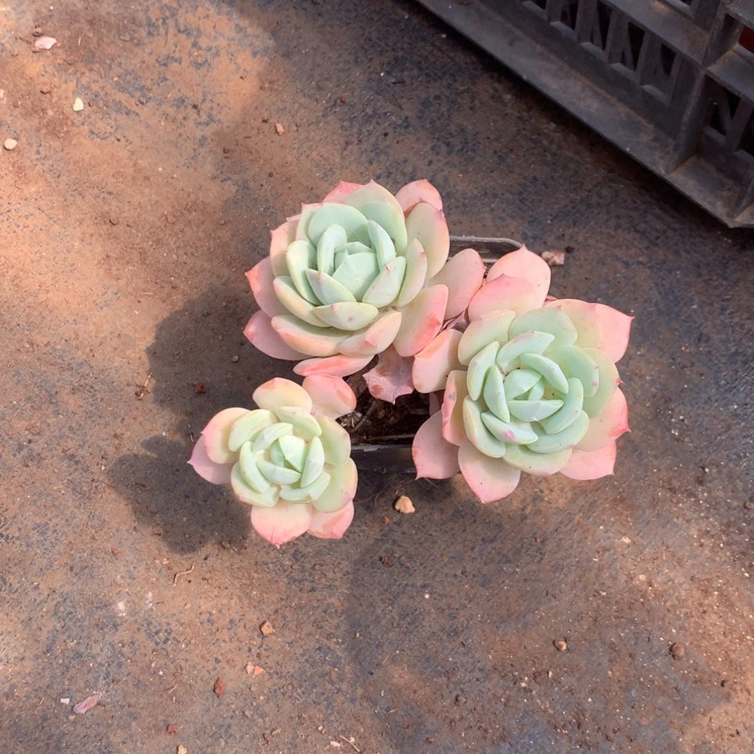 清光绪二十四十二载春秋初