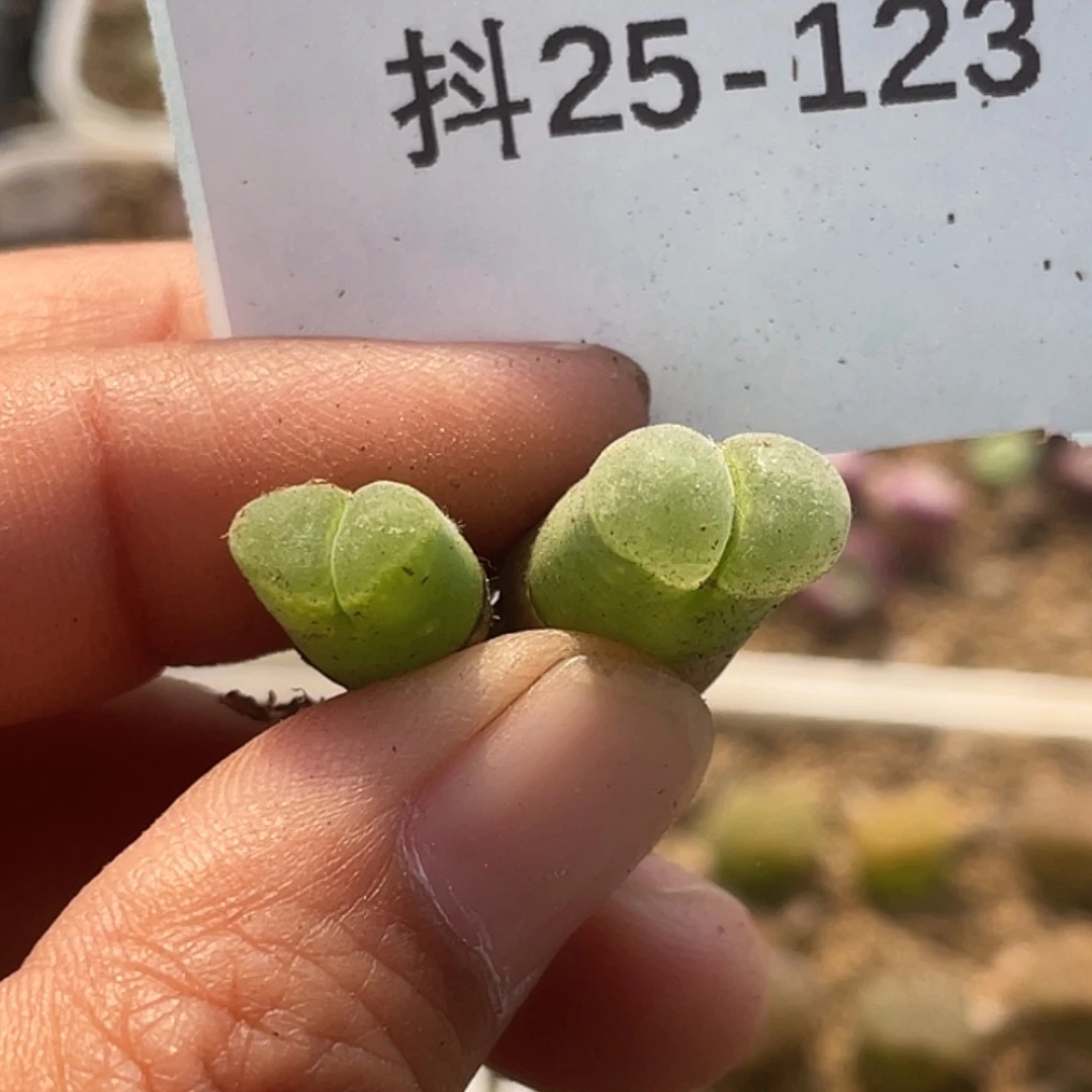 是***～25-123肉锥多肉植物