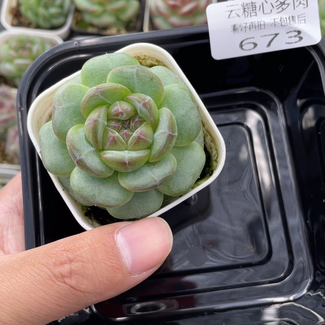 云糖心多肉植物673